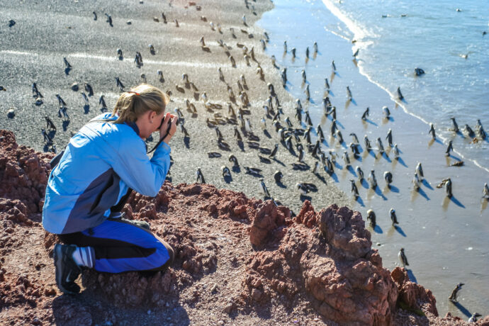 ペンギンの生態を調べる自然保護官の女性