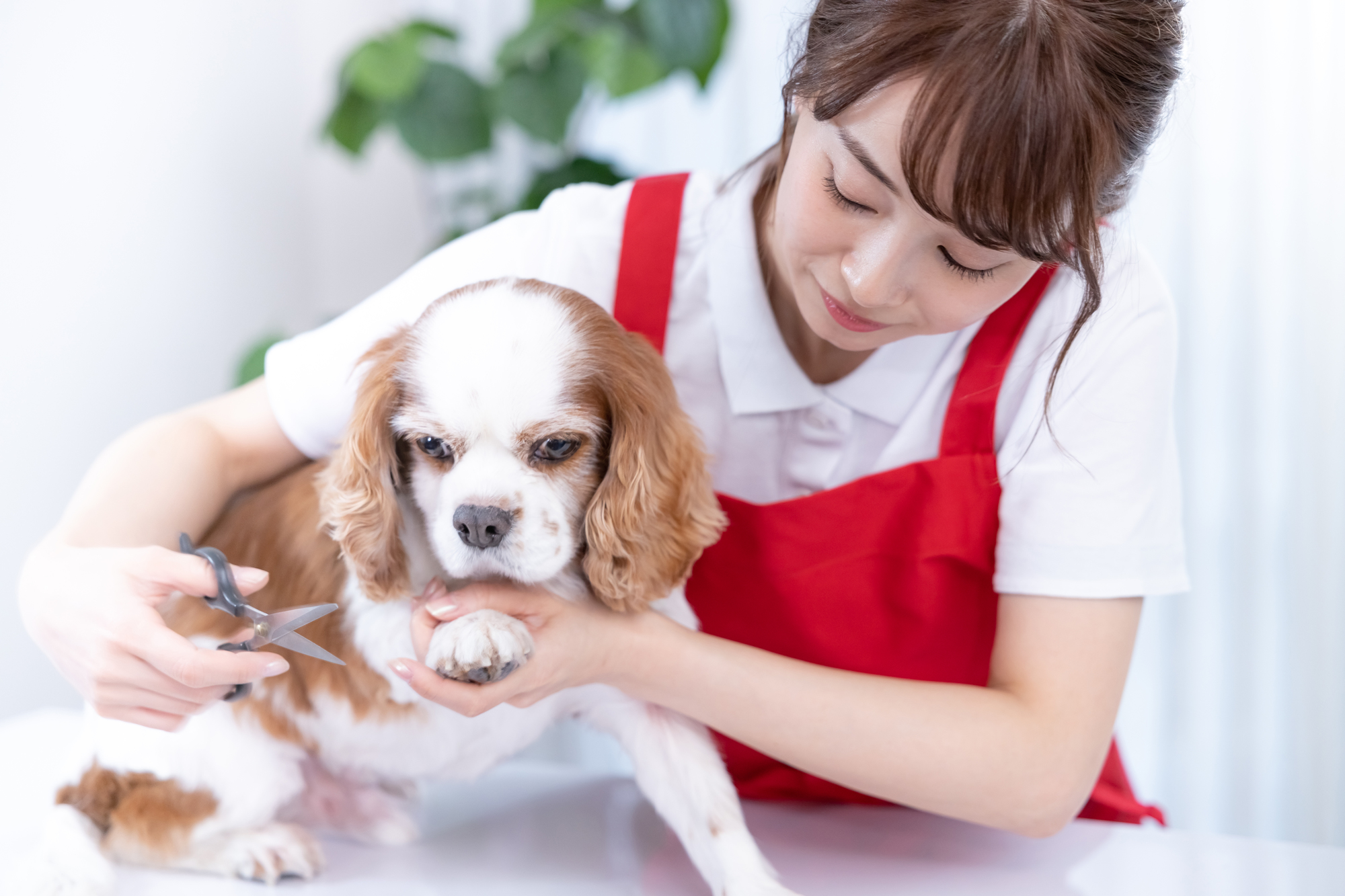 動物に関わる仕事にはどのような種類がある？職業一覧 逆引き大学辞典