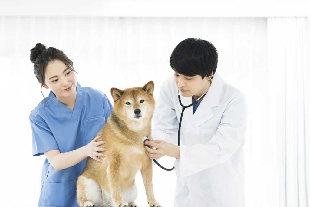 診療中の獣医