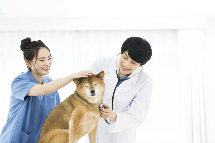 犬を診察する獣医師の男性と愛玩動物看護師の女性