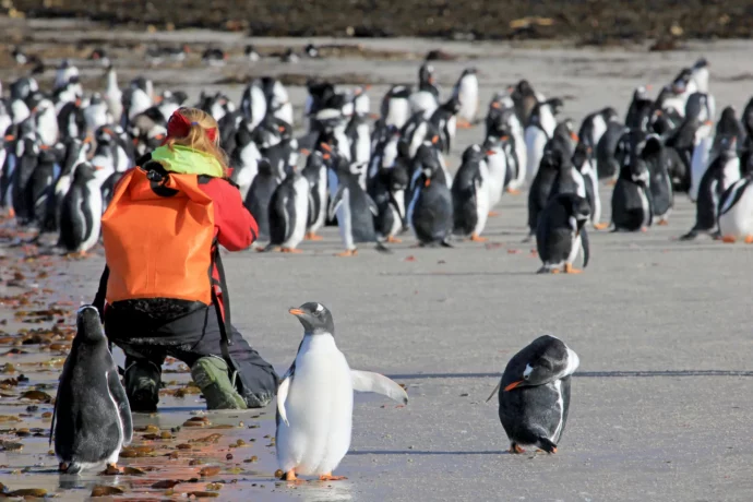 ペンギンの観測