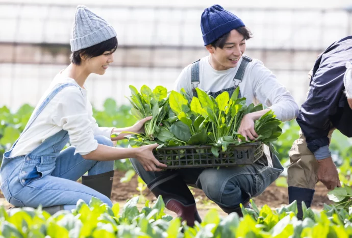 野菜を収穫する農業経営者たち