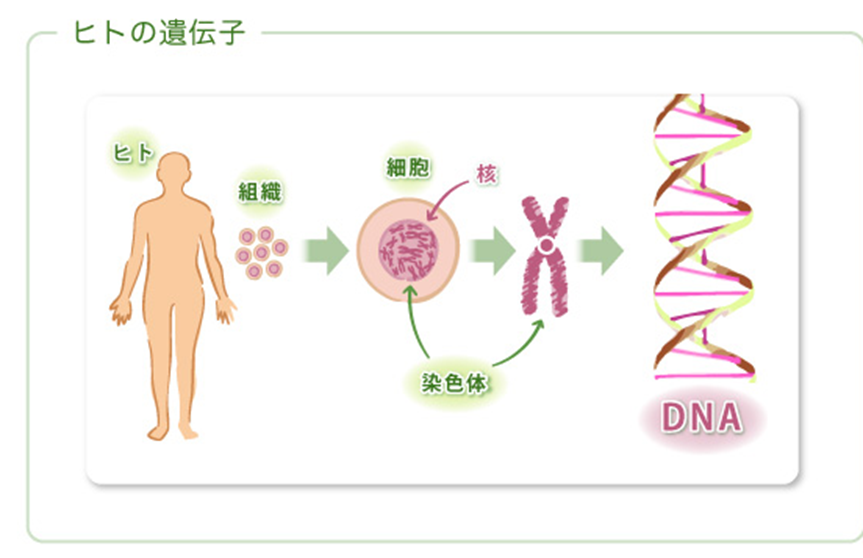 ヒトの遺伝子の説明図