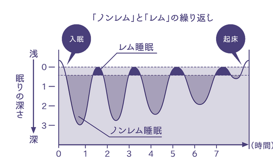 ノンレム睡眠とレム睡眠に関する図