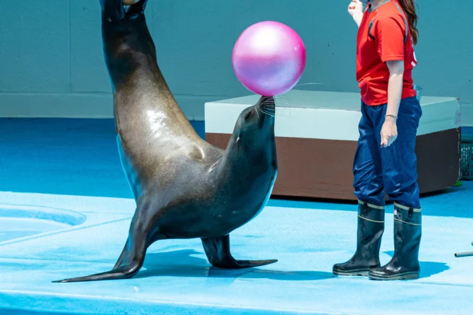 水族館のショー