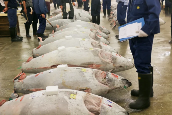 マグロの買い付け