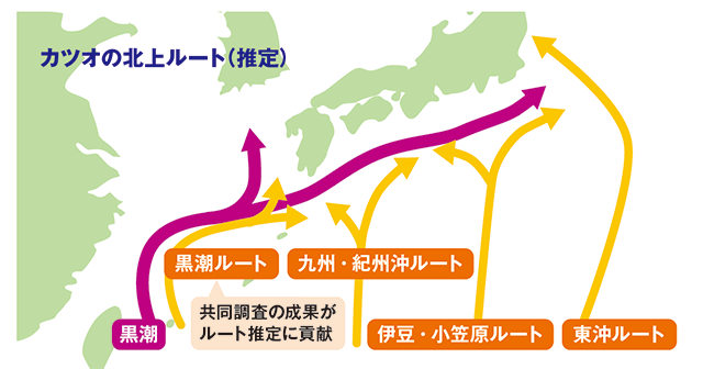 カツオの北上ルート（推定）